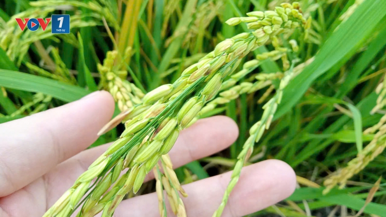 Những Nghị quyết của Đảng mở đường cho sản xuất nông nghiệp (21/11/2025)