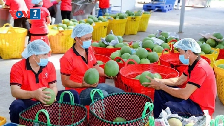 Kết nối nông dân vào chuỗi liên kết: Hướng đi bền vững cho nông nghiệp