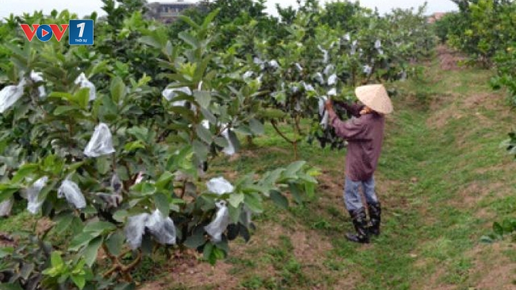 Các HTX nông nghiệp mong chờ được tháo gỡ khó khăn (07/12/2025)