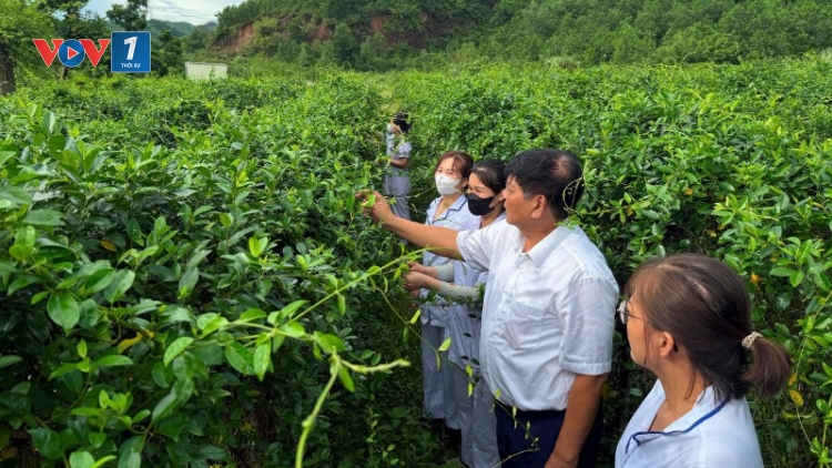 Phát triển vùng dược liệu, lợi ích kinh tế xã hội cho vùng khó khăn, giúp giảm nghèo bền vững