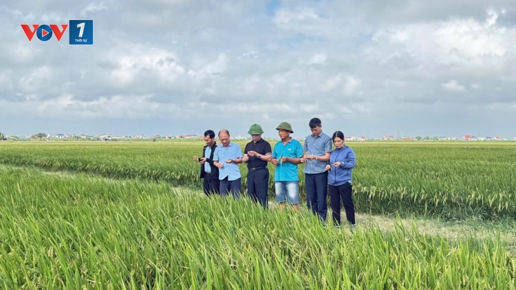 Tập đoàn ThaiBinh Seed đón nhận danh hiệu Anh hùng Lao động