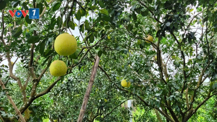 Hợp tác xã chuyển đổi số để sản xuất nông nghiệp bền vững 