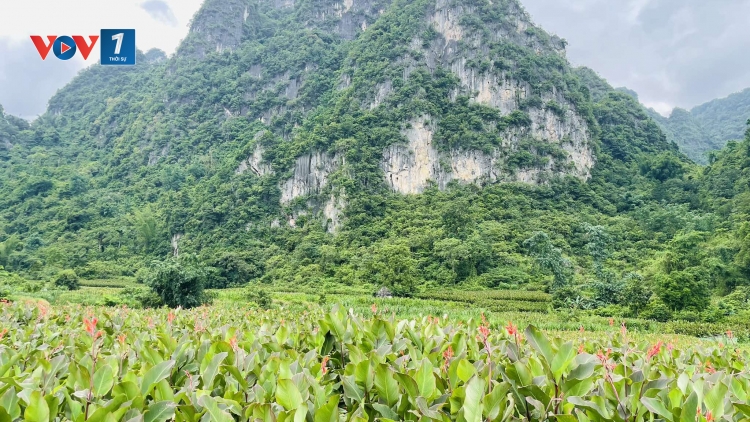 Hợp tác xã hỗ trợ người dân cải thiện sinh kế 