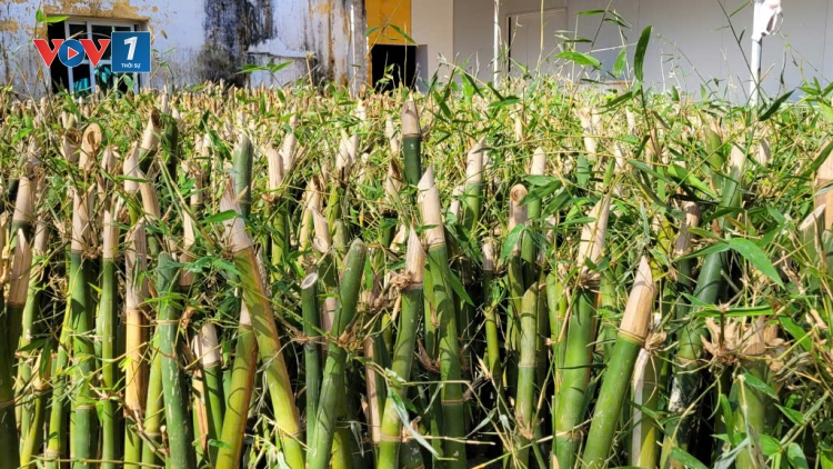 Hợp tác xã giúp nông dân vùng cao Bắc Ninh thoát nghèo bền vững (04/12/2025)