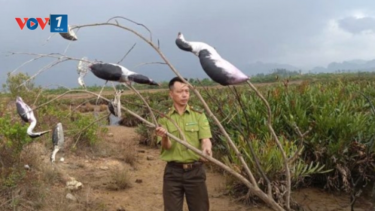 Cục Lâm nghiệp và Kiểm lâm kiểm tra các khu vực trọng điểm về bẫy bắt chim cư tại Quảng Ninh