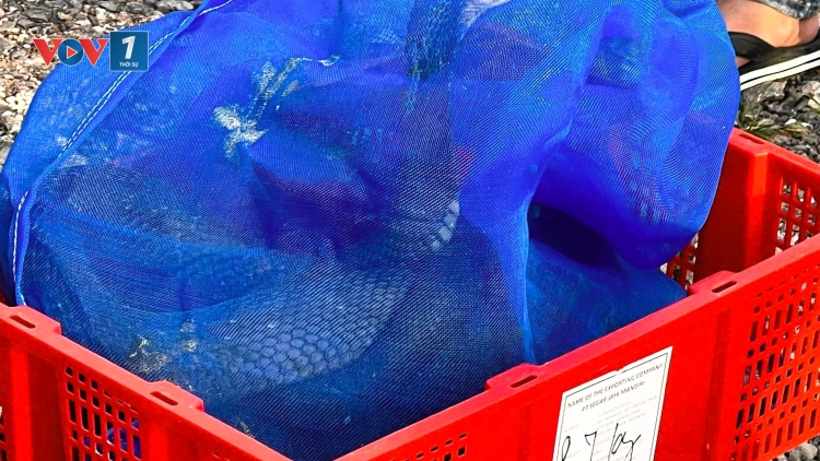 Quảng Trị: Phát hiện vụ vận chuyển gần 1 tấn rắn hổ mang từ Lào về Việt Nam