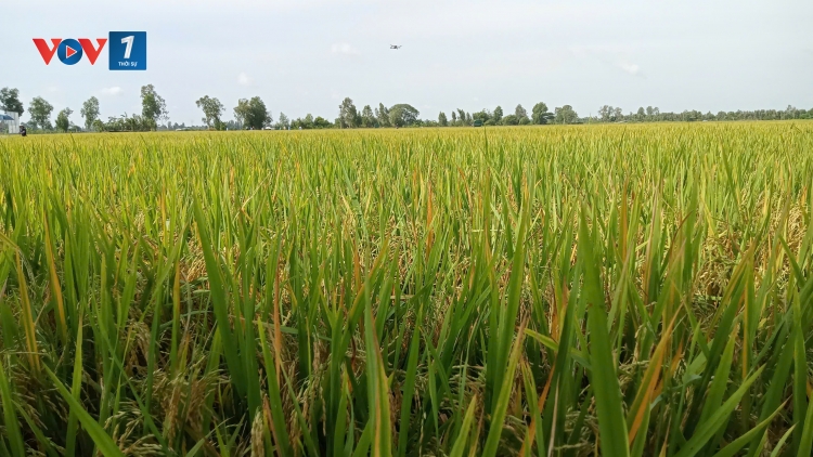 Hợp tác xã tiếp tục phát triển khi Nghị quyết 20 đi vào cuộc sống (30/11/2025)