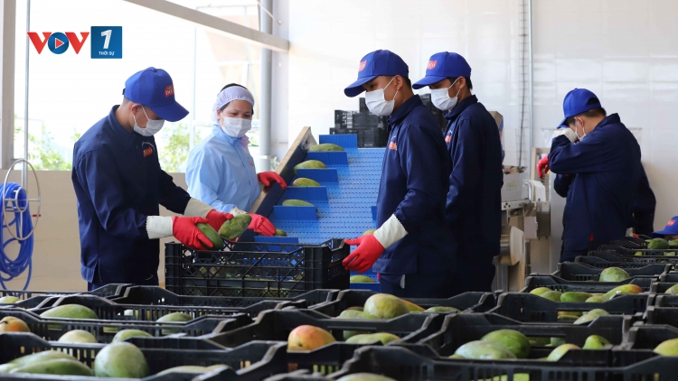 Phát triển vùng nguyên liệu lớn với vai trò kết nối của hợp tác xã (15/12/2025)