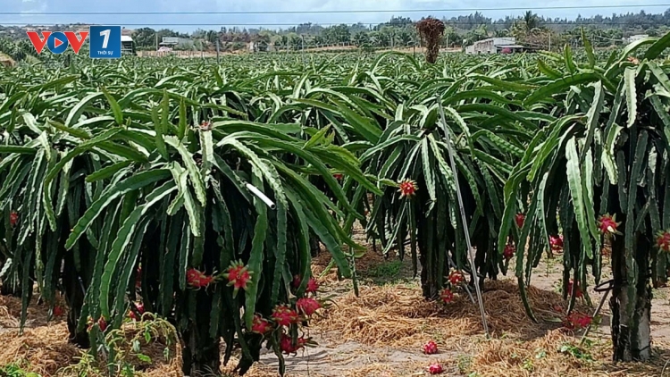 Đẩy mạnh ứng dụng công nghệ, chuyển đổi số trong sản xuất nông nghiệp 