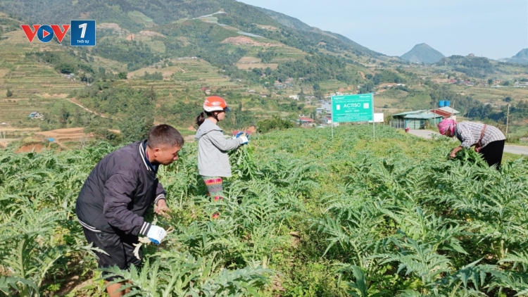 Lào Cai: Bỏ thuốc lá, trồng dược liệu
