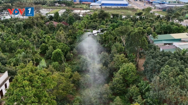 Nhiều nông dân Tây Nguyên đưa Drone vào chăm sóc cây trồng