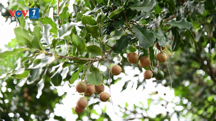 Tạo động lực để tổ chức kinh tế tập thể, hợp tác xã phát triển bền vững 