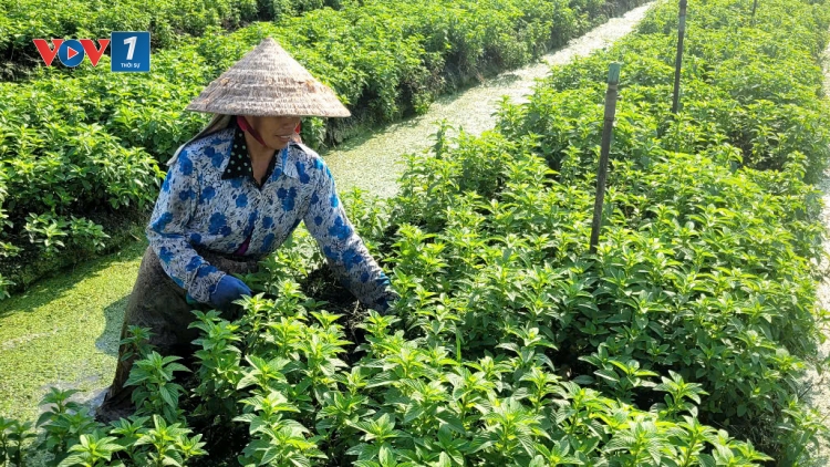 Nông dân tỉnh Đồng Tháp tất bật vụ rau màu Tết cổ truyền (30/01/2026)