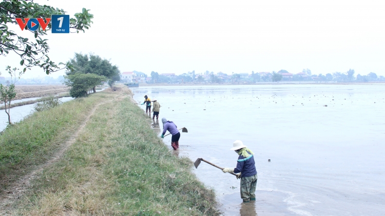 Lấy nước đổ ải vụ Đông xuân (13/1/2026)