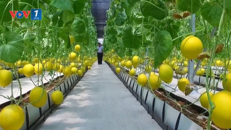 Đưa khoa học kỹ thuật vào sản xuất giúp đồng bào thoát nghèo