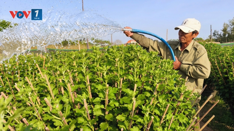 Gượng dậy sau bão lũ, làng hoa Bình Kiến, Đắk Lắk chờ đợi vụ Tết