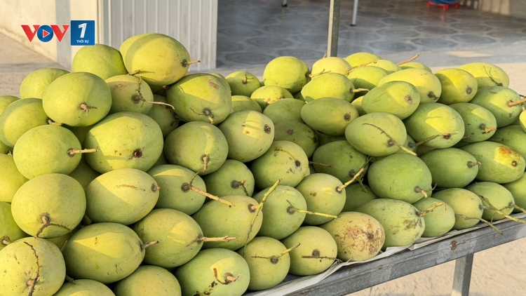 Cần Thơ: Xoài có giá, nông dân phấn khởi