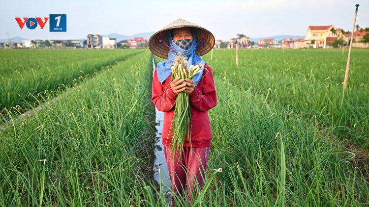 Đảm bảo nguồn cung nông sản dịp Tết (06/01/2026)
