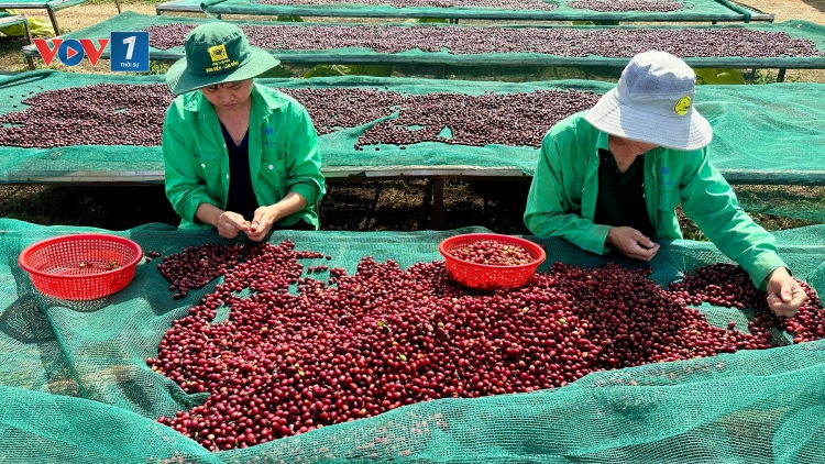 Doanh nghiệp nông sản Đắk Lắk tăng tốc xuất khẩu ngay từ đầu năm