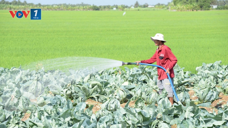 Nông dân vùng hạ lưu Đồng Tháp, Vĩnh Long khẩn trương ứng phó mặn xâm nhập (26/02/2026)