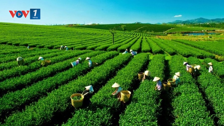 Đánh thức giá trị chè Thái Nguyên: Từ di sản truyền thống đến động lực kinh tế bền vững (24/03/2026)