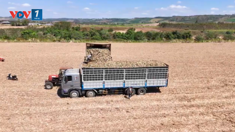 Liên kết giữa nông dân và doanh nghiệp: Chìa khóa nâng cao giá trị nông sản