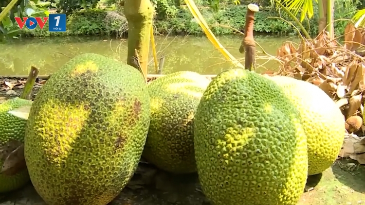 Nhiều loại trái cây tại tỉnh Đồng Tháp rớt giá mạnh do xuất khẩu chậm