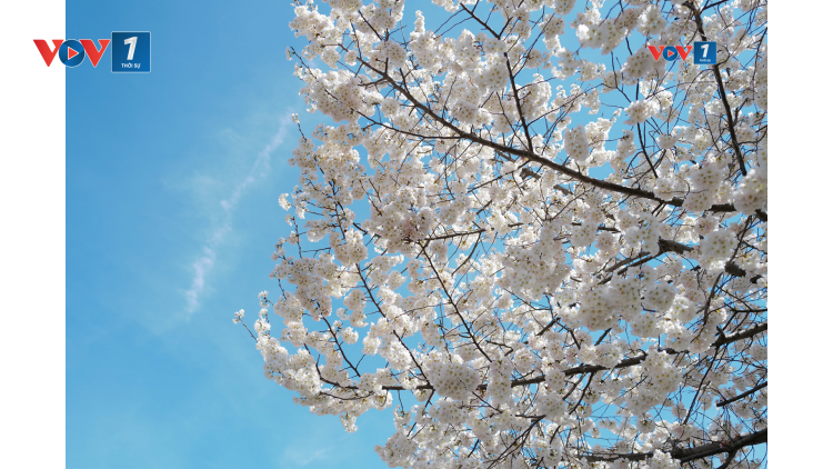 Hàng triệu du khách đổ về Washington D.C. ngắm mùa hoa anh đào nở rộ