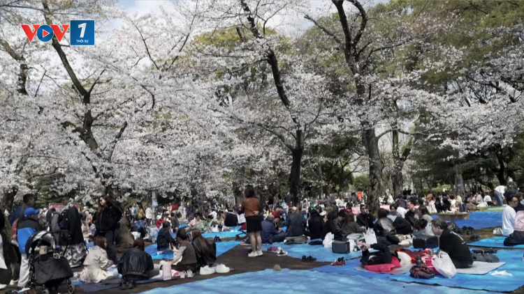 Tokyo, Nhật Bản hoa anh đào bung nở