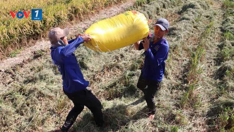 Đề án 1 triệu hecta, con đường để ngành lúa gạo phát triển bền vững.