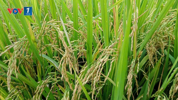 Giá phân bón tăng cao – nông dân gặp khó