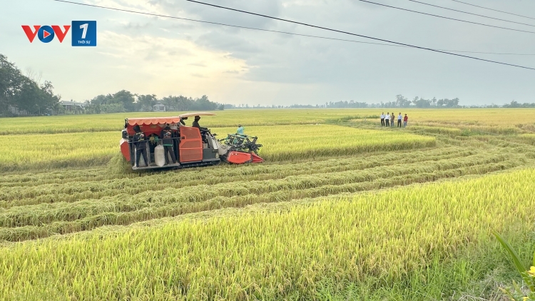 Ổn định đầu ra để nâng giá trị lúa Đông Xuân vùng ĐBSCL