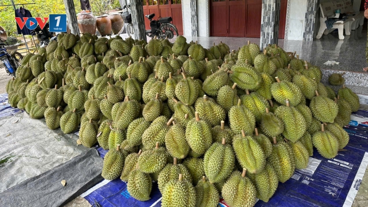 Trái sầu riêng ở tỉnh Đồng Tháp giá rớt “chạm đáy”, nhà vườn thua lỗ nặng