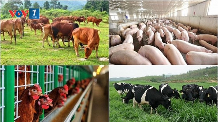Giải pháp phát triển chăn nuôi bền vững