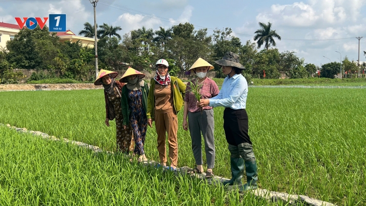 Nhân rộng lúa giảm phát thải: Cần cơ chế và sự vào cuộc đồng bộ 