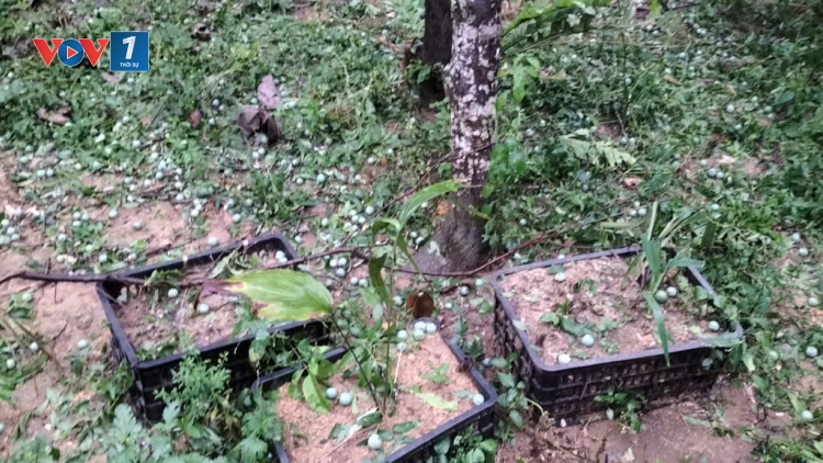 Lào Cai: Mưa đá làm 4 người bị thương