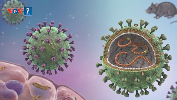 Cảnh giác nguy cơ nhiễm virus Hanta từ thực phẩm bị chuột xâm nhập