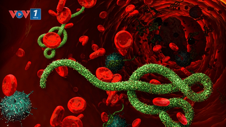 Bộ Y tế khuyến cáo người dân theo dõi thông tin dịch bệnh Ebola từ các nguồn chính thống