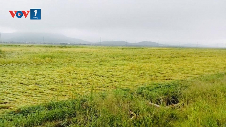 Hà Tĩnh: Gần 6.000 ha lúa Xuân đổ, ngã do dông lốc, mưa đá