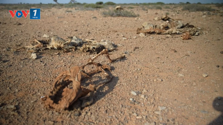 Nạn đói bủa vây Somalia