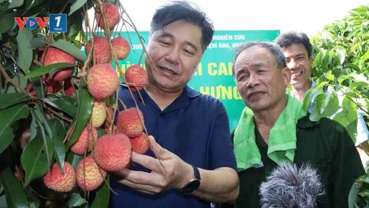 Giữ thương hiệu trái vải bằng "con đường" VietGAP