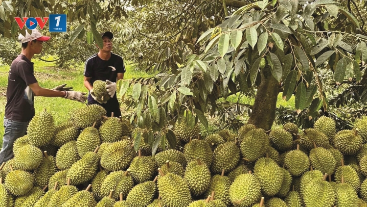 Thời sự 12h 9/5/2026: Hàng loạt lô sầu riêng có nguy cơ chậm thông quan do ùn ứ kiểm nghiệm