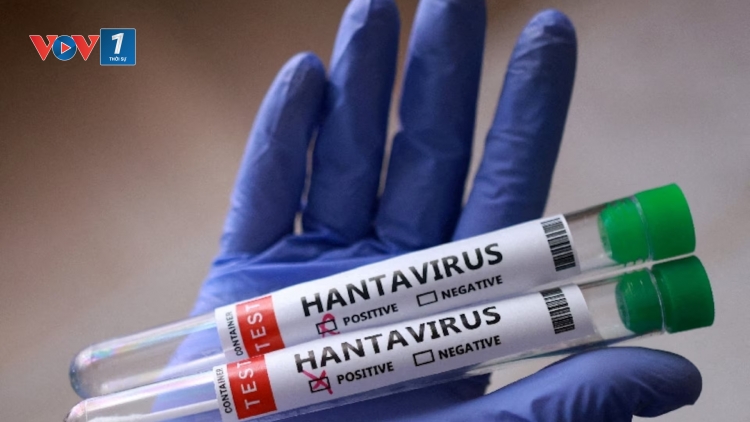 Truy lùng dấu vết Hantavirus: Các nhà khoa học bắt giữ những con chuột đầu tiên