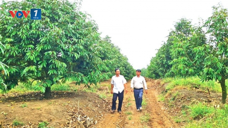 Chuẩn hóa vùng nguyên liệu, hướng đi bền vững cho nông sản Việt (27/05/2026)