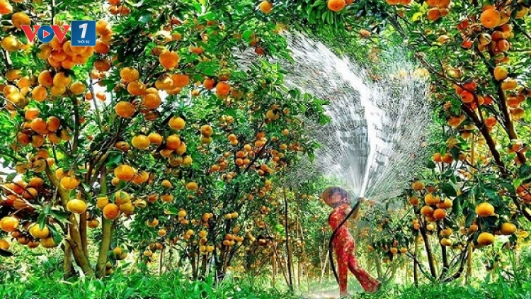 Hợp tác xã nông nghiệp - Hạt nhân liên kết nâng tầm giá trị nông sản (14/07/2026)