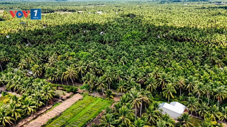 Vĩnh Long: giá dừa khô giảm mạnh, nông dân gặp khó