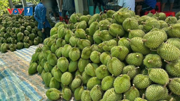 Thanh Hưng (Đồng Tháp) phát huy lợi thế vùng cây ăn trái sau sáp nhập