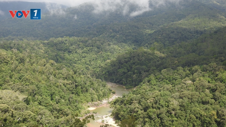 Rừng phòng hộ – lá chắn xanh trước biến đổi khí hậu và bảo vệ đa dạng sinh học