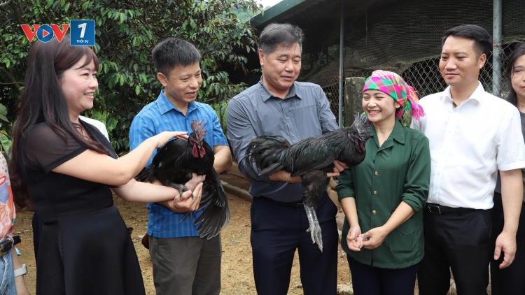 Từ hộ chăn nuôi nhỏ đến chuỗi nông nghiệp tuần hoàn
