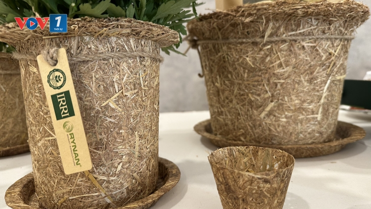 Biến phụ phẩm nông nghiệp thành năng lượng sạch: Mô hình năng lượng sinh khối hiệu quả